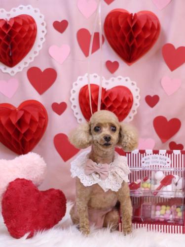 20240214バニラちゃん